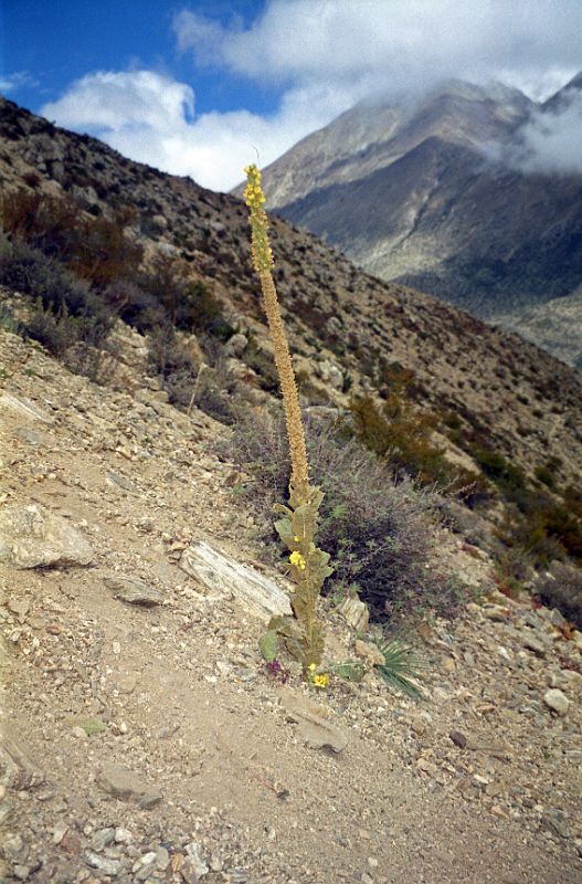 12 Tall Plant On The Hill Next To Kharta Tibet